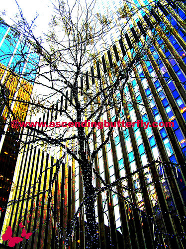 Tree lit up with lights pre Rockefeller Center WATERMARKED