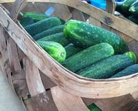 Cukes!