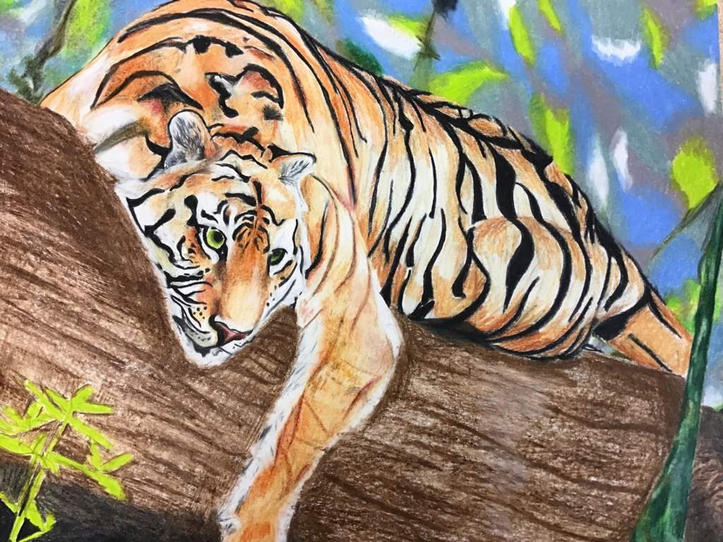 Featured image of post Tiger Drawing For Kids With Colour / Tigers are wild cats known for their striped coats and majestic appearance.
