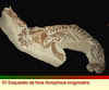 acrophoca