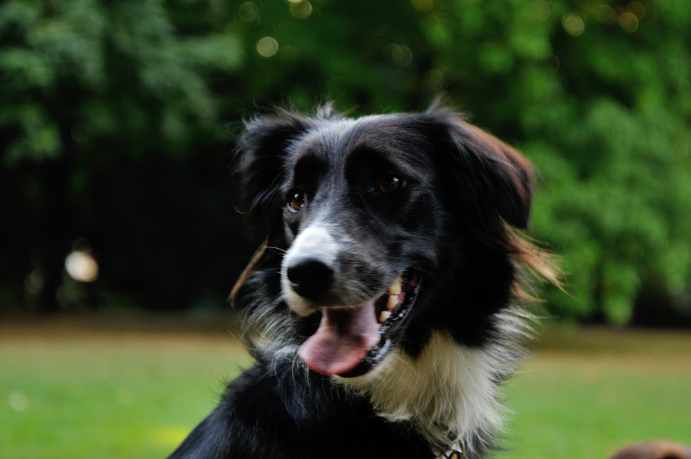 Danke Hund Bild Test 5