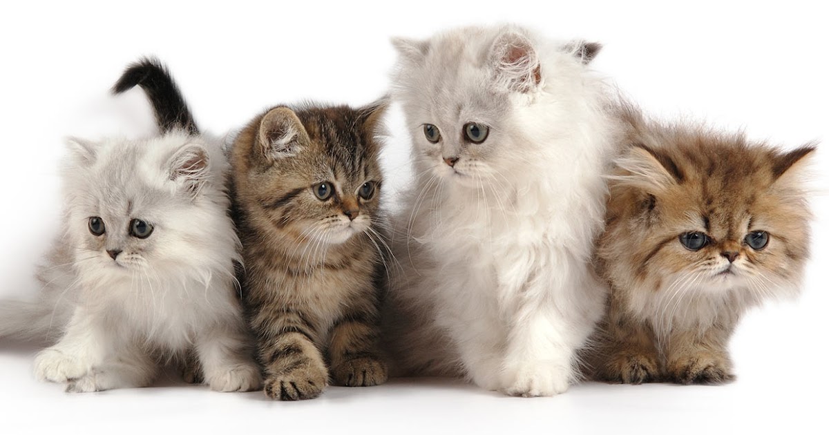 Persian Cat Breeds Price In India Cat's Blog