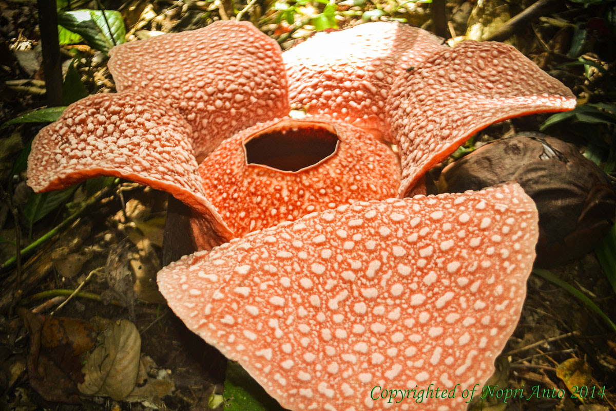  Gambar Bunga Rafflesia  Arnoldi Pickini