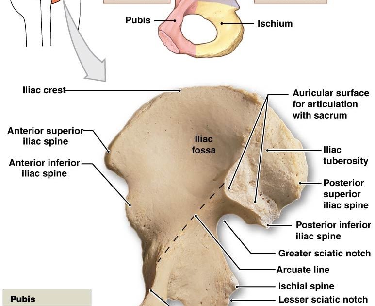 Human Bone Anatomy : The long bones in human anatomy are highlighted