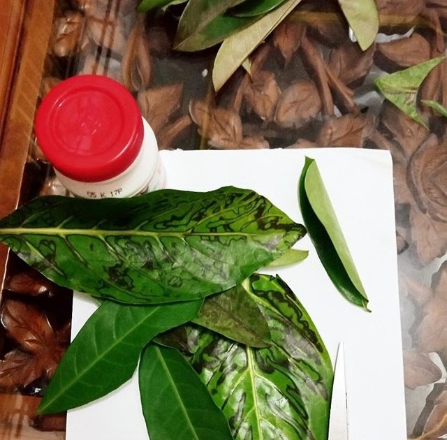 Gambar Kolase Hewan Dari Daun Kering - Kumpulan Montase, Kolase dan Mozaik