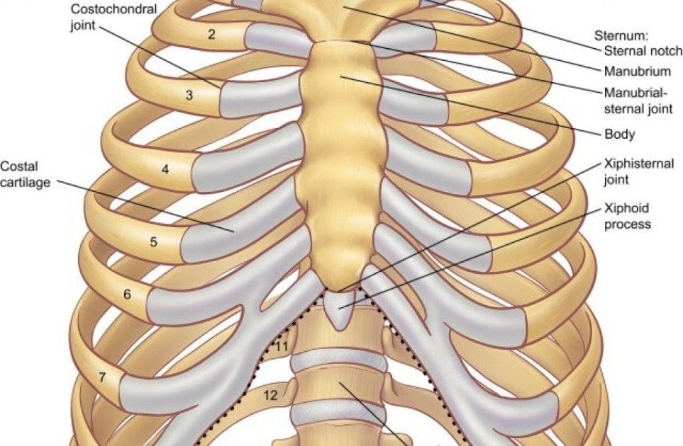 What Body Parts Are Under The Rib Cage Rib Cage Diagram With Organs