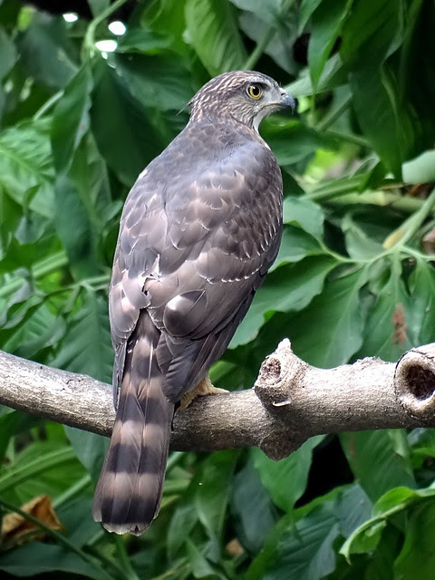 鳳頭蒼鷹/無限台南