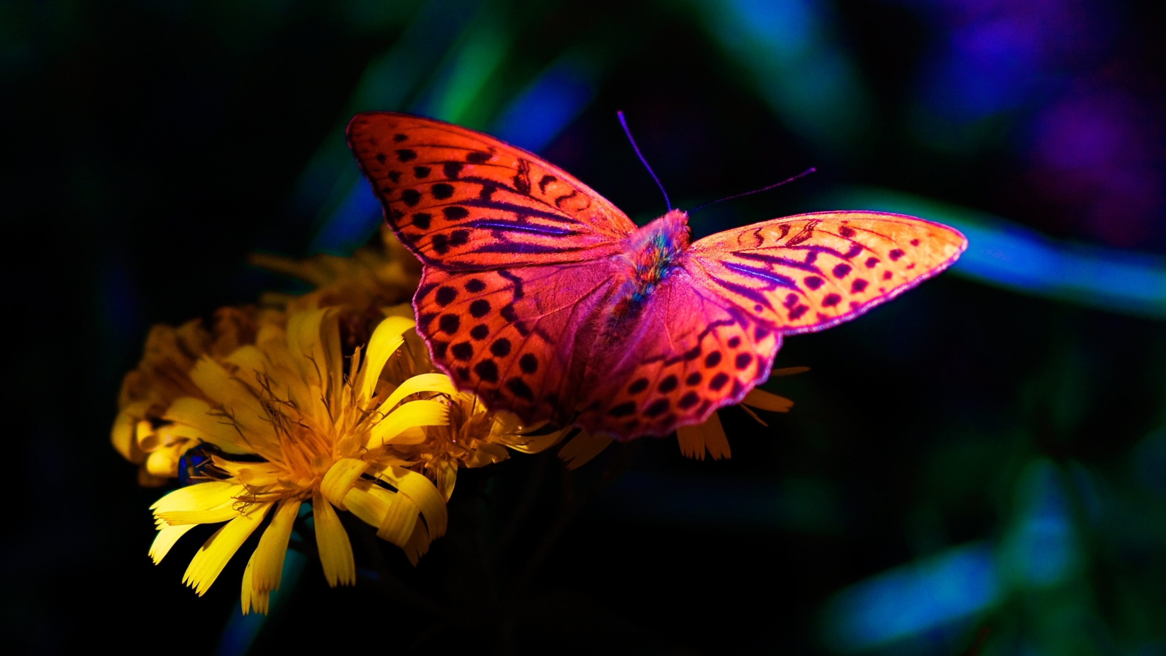 4K Butterfly Wallpapers High Quality | Download Free