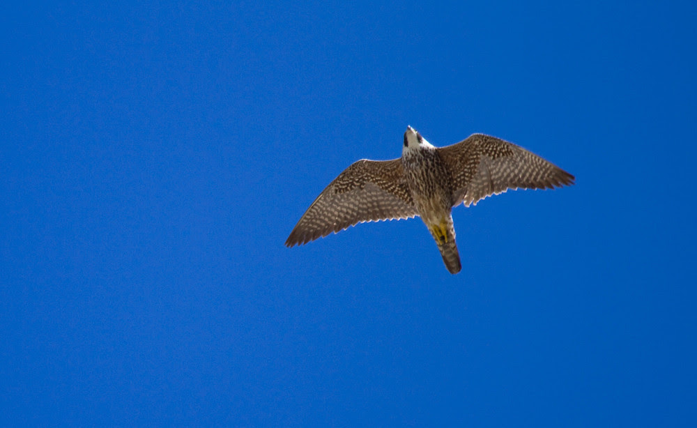 Peregrine Juvy