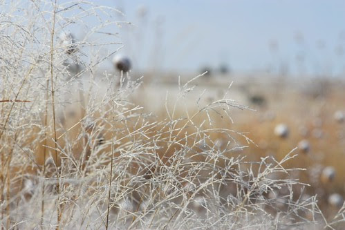 Frosty Grasses 2