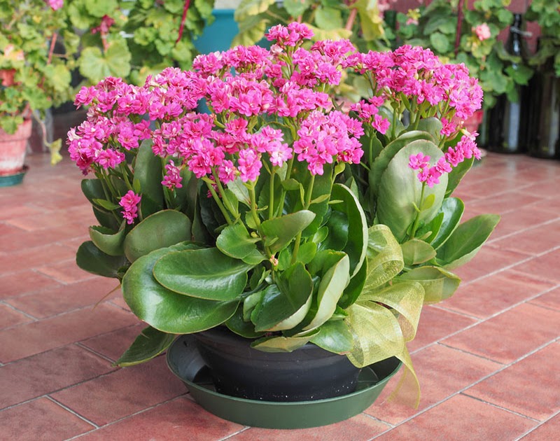 Can I Put My Kalanchoe Plant Outside MOQTHER