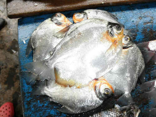 最新 アマゾン川 魚 カランシン