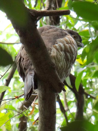 鳳頭蒼鷹/無限台南