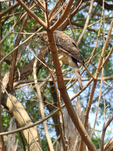 鳳頭蒼鷹/無限台南