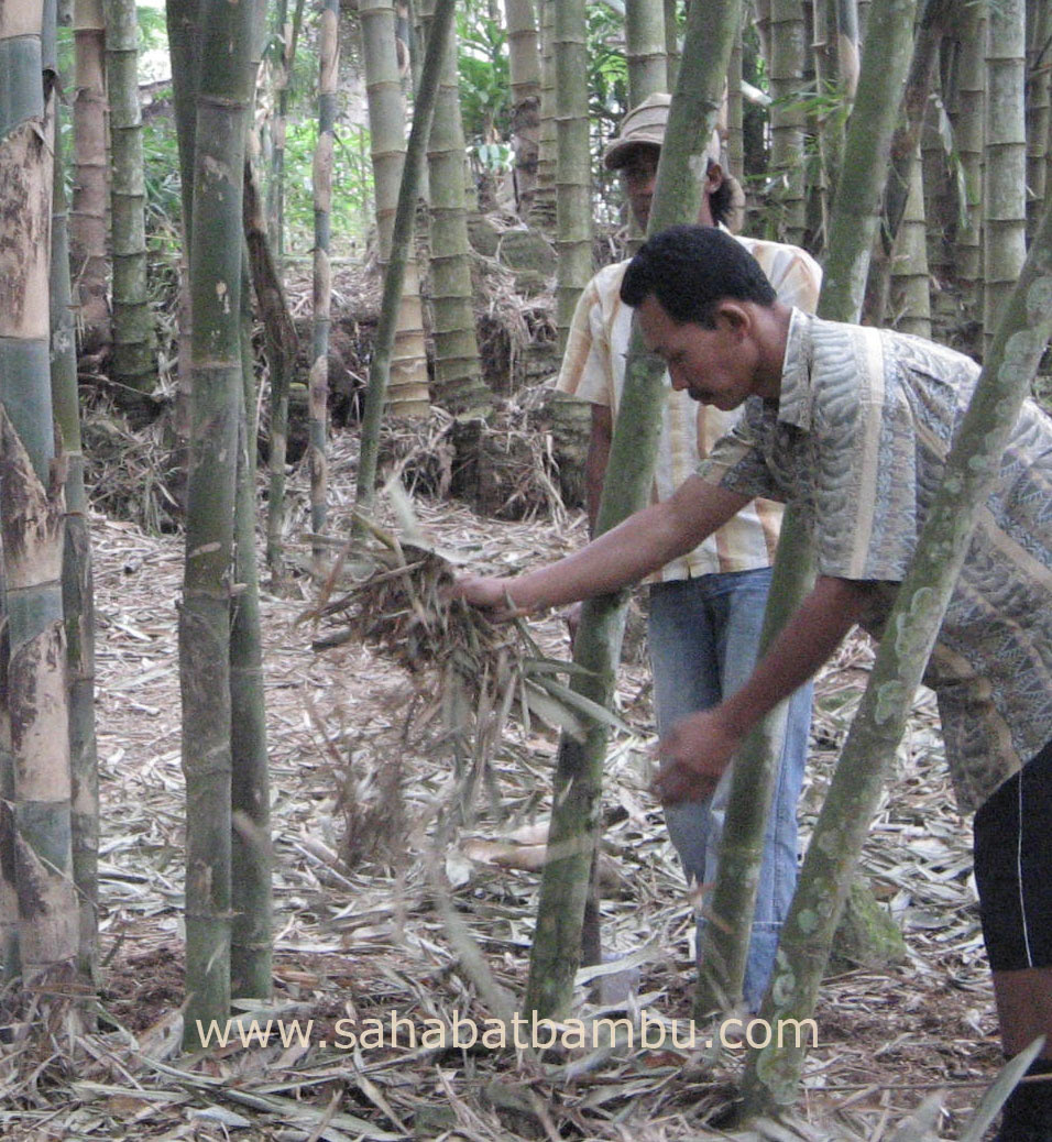 Daun Bambu Sebagai Pupuk Alami Blog Sahabat Bambu Daun Bambu Sebagai Pupuk Alami Blog Sahabat Bambu
