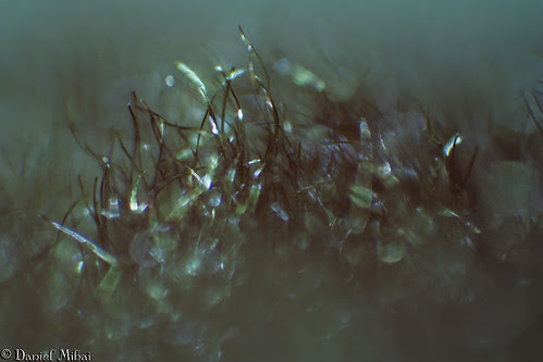 Green blanket (macro)