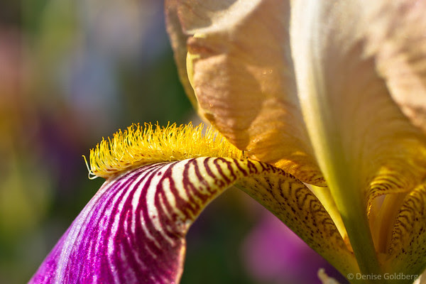 delicate, painted iris