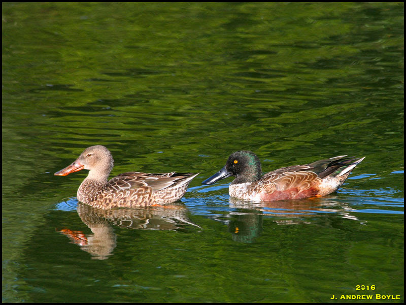 Northern Shoveler Northern Shoveler