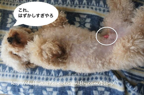 Hd限定 犬 赤チン 画像動物フリー