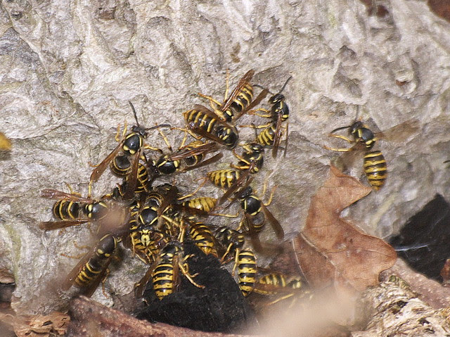 DSC_8245 wasp nest