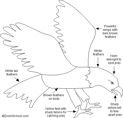 Bald Eagle Anatomy Diagram