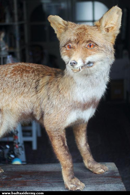 Bad Taxidermy Meme Gratuit | Blaguesfun