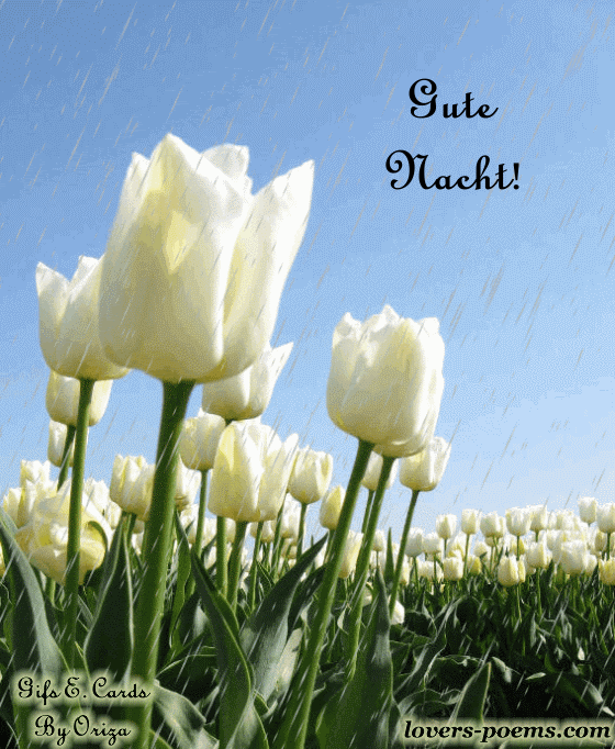 Gute Nach Zitate wahre sprüche über das leben