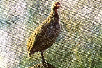 Pg7-1, SWAINSON'S FRANCOLIN