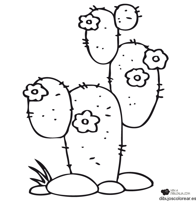 Get Colorear Cactus Dibujo Pictures Monderimas