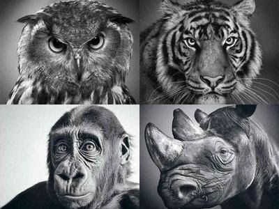 50 動物 リアル イラスト 鉛筆 ディズニー画像のすべて