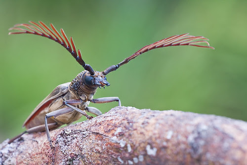 longhorn beetle from Maliau Basin,  Cyriopalus pascoei, Thomson, 1878, male. tropical beetles IMG_7332 copy