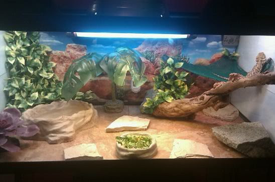 Bearded Dragon Decor Ideas