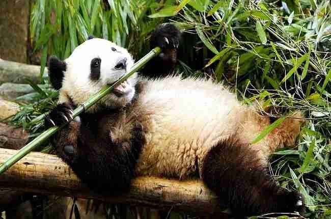 Food Pandas Eat - img-omnom