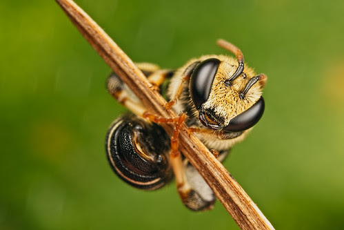 Gymnast VII