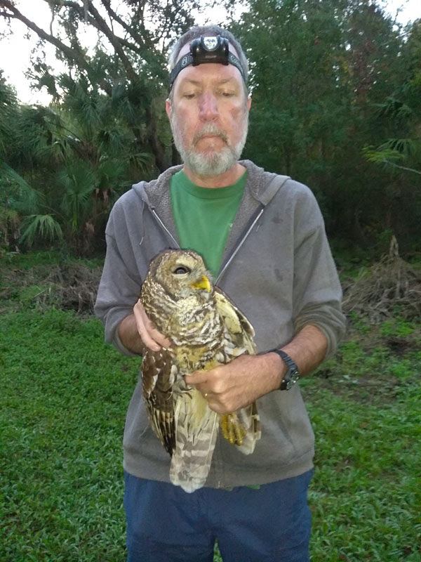 Barred Owl Barred Owl