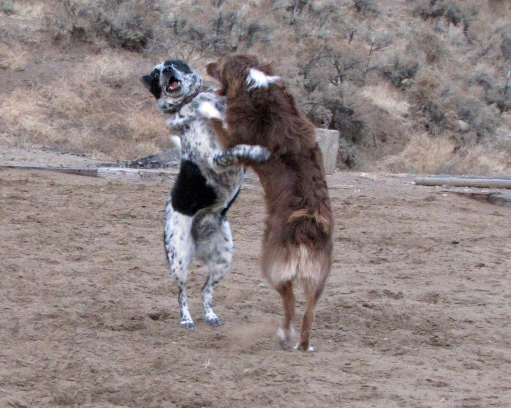Shall we Dance?