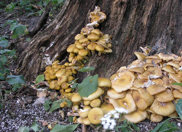 Honey Mushrooms return