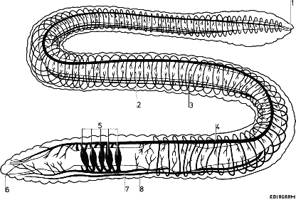 Respiratory System Of Earthworm - toxoplasmosis