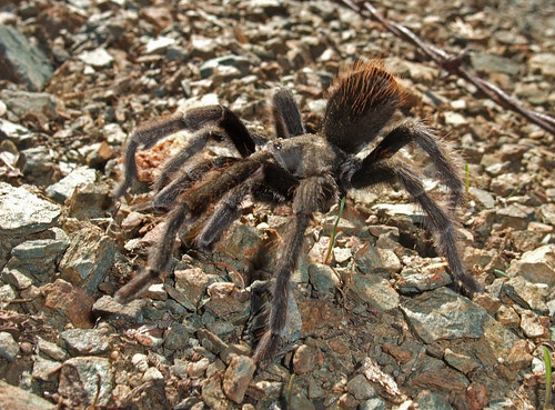 tarantula