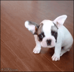 Bulldog-puppy-scratching-fail