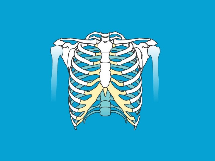 Human Back Bones Diagram : Thoracic Chest And Back Skeletal Skeleton ...