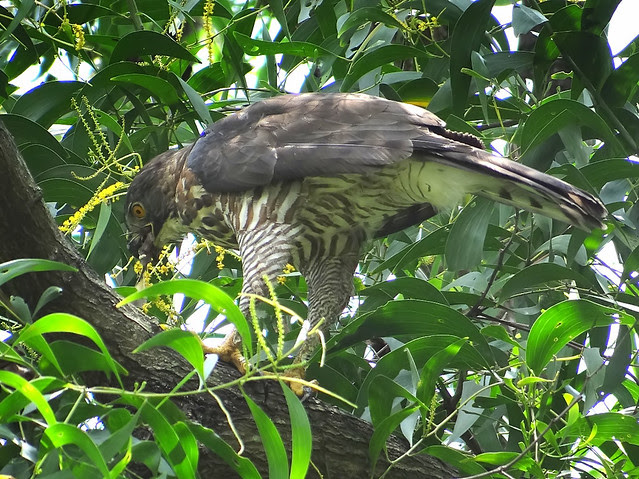 鳳頭蒼鷹/無限台南