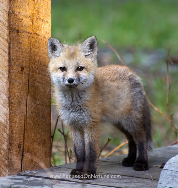 Red Fox Kit Posing
