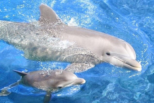 Мозг дельфина больше человеческого
