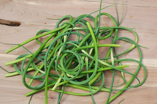 A tangled nest of garlic scapes by Eve Fox, Garden of Eating blog, copyright 2012