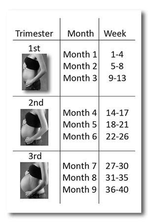 24 Weeks Is How Many Months Chart