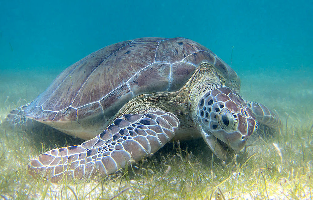 Turtle before Turtle before