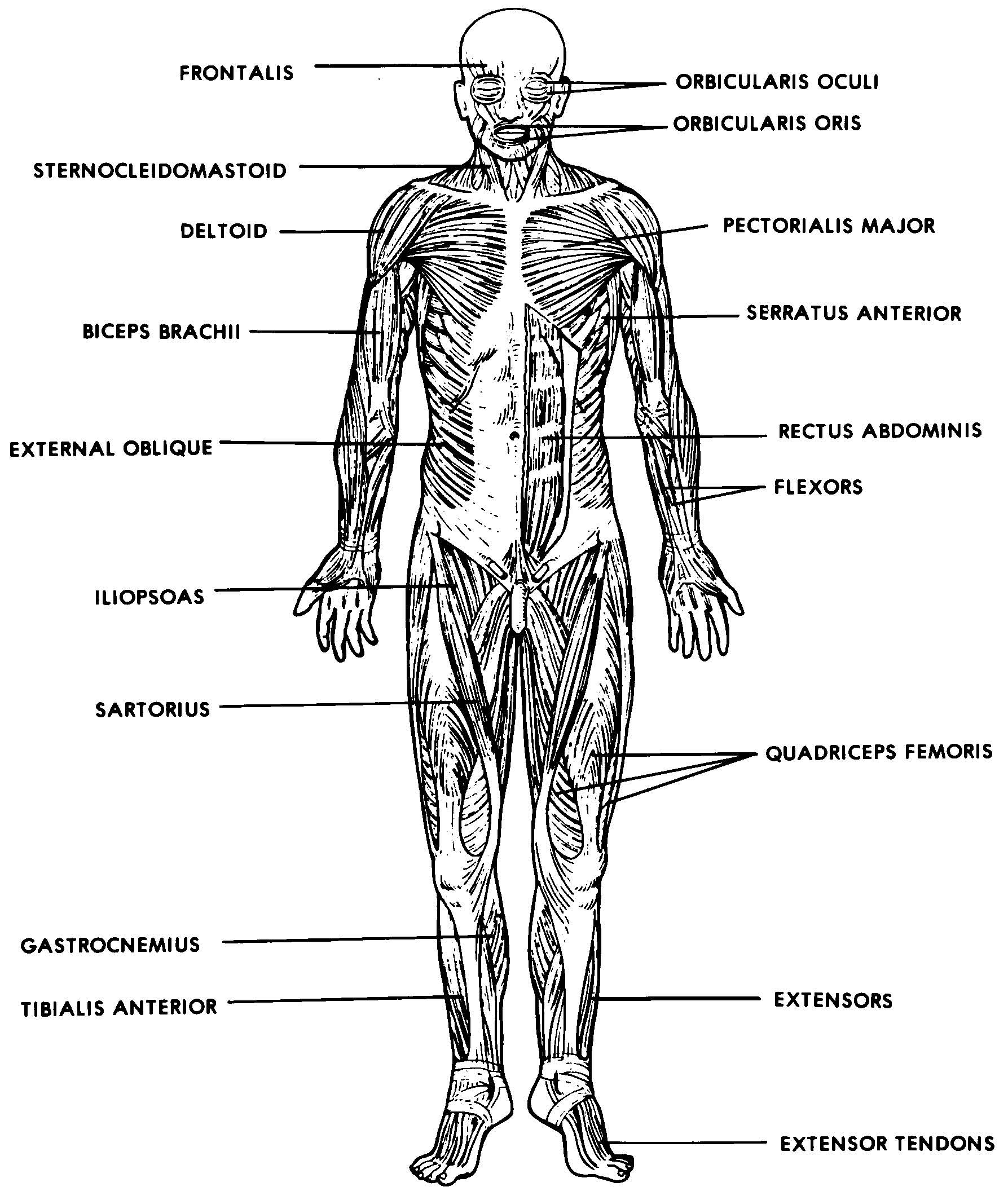 Total Muscles In The Human Body Human Skeleton And Muscles 4d Anatomy