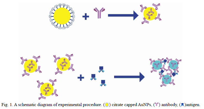 Antigen Vs Antibody Cartoon