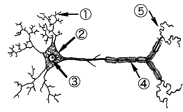 neuron-labeling-worksheet-nervous-system-label-the-neuron-gallery